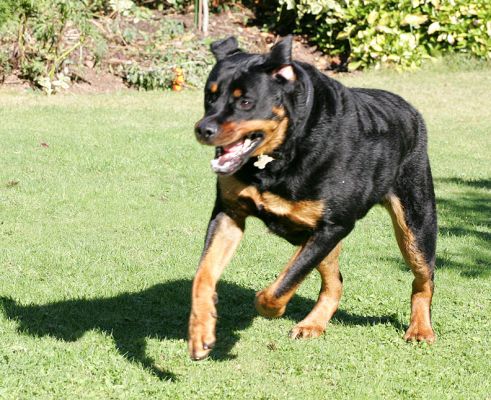 Ronan
Chasing the blue barbell.
Klíčová slova: Ronan running Rottweiler Lucies Farm dog hotel dog kennel dog boarding