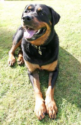 Ronan Relaxing
Keywords: Ronan Rottweiler relaxing paws Lucies Farm dog hotel dog boarding dog kennel