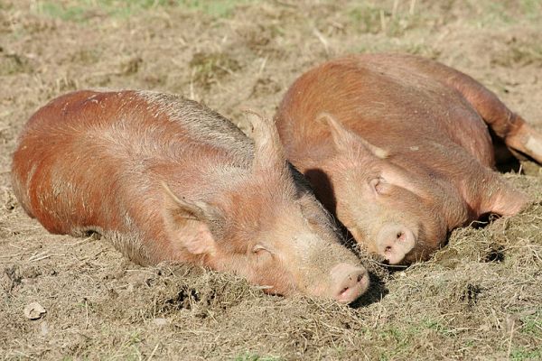 Two Tamworth Pigs
Keywords: Tamworth pigs red pigs sleeping pigs Lucies Farm afternoon sunshine