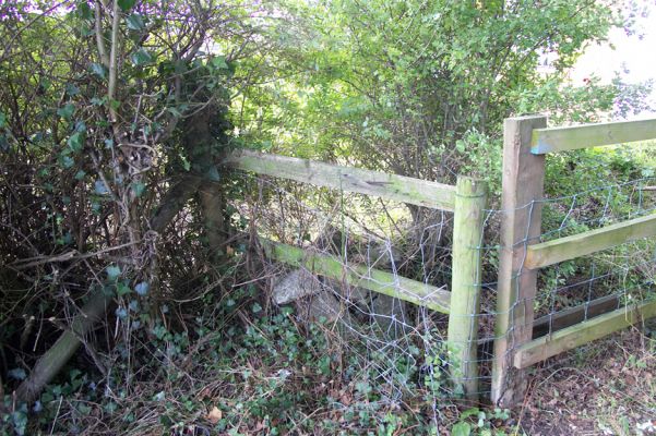 More Track Photographs
September 23 2006.  Our guys cleared out the brambles on our side of the fence, and it's now clear that the old fence (in the centre of the hedge at the left) then does a right-hand turn (the two posts in the middle of this photograph), and turns right again.  The fence on the right was installed sometime after May 13 2004, when the materials were purchased by Hawkins' men.  The fence in the middle was put up, we think between June 2002 and May 2004.
Ключові слова: Lordswood Cottage fence Lord's Wood Thomas Hawkins encroachment