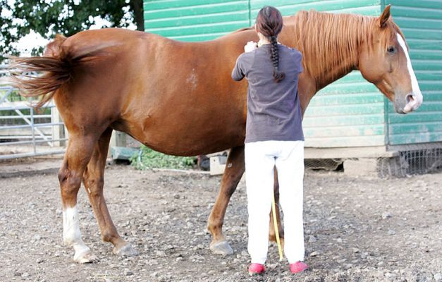 Marjorie Measuring Ash the Horse
How many hands?
Keywords: Ash horse measure hands Marjorie