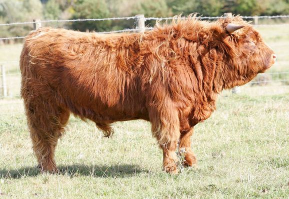Highland Cattle Bull
[url=http://www.hawaiistar.net/cgi-bin/geneal.pl?op=tree&index=526&gens=5&db=lucies_farm_pedigrees.dbw]UK302940200052[/url] born 10 April 2004, photographed 27 September 2005
Anahtar kelimeler: UK302940200052 Highland cattle bull