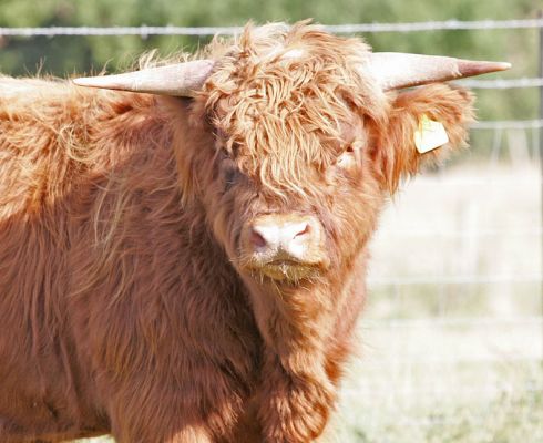 Highland Cattle Bull
[url=http://www.hawaiistar.net/cgi-bin/geneal.pl?op=tree&index=526&gens=5&db=lucies_farm_pedigrees.dbw]UK302940200052[/url] born 10 April 2004, photographed 27 September 2005
Klíčová slova: UK302940200052 Highland cattle bull