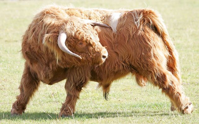 Highland Bull -- Having A Scratch
[url=http://www.hawaiistar.net/cgi-bin/geneal.pl?op=tree&index=524&gens=5&db=lucies_farm_pedigrees.dbw]UK302940100044[/url] born 15 December 2003, photographed 27 September 2005.  Sold 14 October 2005, and now living on a mountain top in Lancaster.
Ključne besede: Highland Cattle bull white spot scratch horns