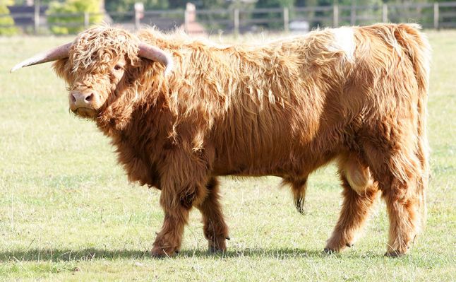 Highland Bull
[url=http://www.hawaiistar.net/cgi-bin/geneal.pl?op=tree&index=524&gens=5&db=lucies_farm_pedigrees.dbw]UK302940100044[/url] born 15 December 2003, photographed 27 September 2005.  Sold 14 October 2005, and now living on a mountain top in Lancaster.
Ključne besede: UK302940100044 Highland Cattle bull calf white spot