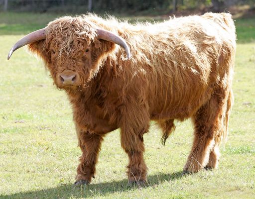 Highland Bull
[url=http://www.hawaiistar.net/cgi-bin/geneal.pl?op=tree&index=524&gens=5&db=lucies_farm_pedigrees.dbw]UK302940100044[/url] born 15 December 2003, photographed 27 September 2005, sold 14 October 2005.
Ključne besede: UK302940100044 Highland Cattle bull calf white spot