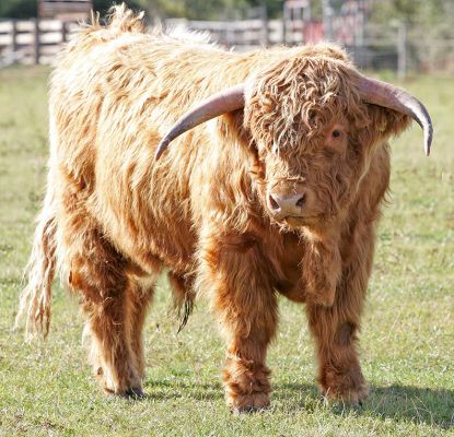 Highland Bull
[url=http://www.hawaiistar.net/cgi-bin/geneal.pl?op=tree&index=524&gens=5&db=lucies_farm_pedigrees.dbw]UK302940100044[/url] born 15 December 2003, photographed 27 September 2005, Sold 14 October 2005.
Keywords: UK302940100044 Highland Cattle bull calf white spot