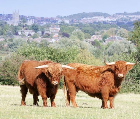 Highland Bull and Cow
The bull is UK302940100030 born 16 February 2003.  Worcester Cathedral is in the background, viewed from our 11 acre field over the valley of the River Severn.
Anahtar kelimeler: UK302940100030 Worcester Cathedral River Severn Lucies Farm Highland Cattle bull