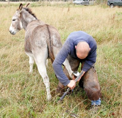 The Donkey Farrier
Pedro and Geofredo haven't seen a farrier in a while --- it's been very difficult for us to find a farrier that will do donkeys.  But now their hooves are trimmed and pretty.
Mots-clés: Donkey farrier hooves hoof Lucies Farm Pedro Geofredo