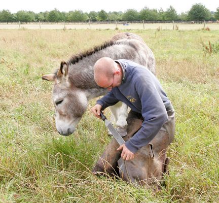 The Donkey Farrier
Trefwoorden: Donkey farrier hooves hoof Lucies Farm Pedro Geofredo