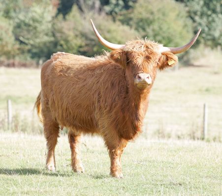 Highland Cow UK302940700029
[url=http://www.hawaiistar.net/cgi-bin/geneal.pl?op=tree&index=517&gens=5&db=lucies_farm_pedigrees.dbw]UK302940700029[/url] born 17 January 2003, photographed 27 September 2005.  Sold, with calf at foot, on 29 September 2005.
Ključne besede: UK302940700029 Highland cow Lucies Farm