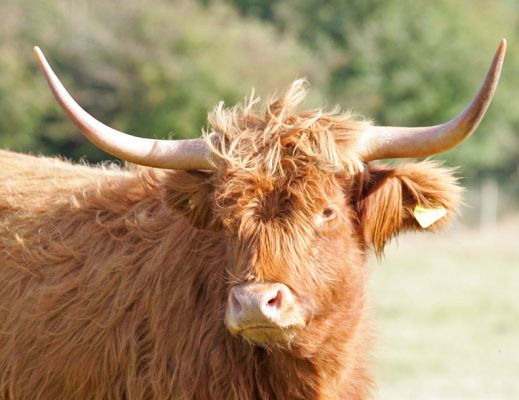 Highland Cow UK302940700029
[url=//www.hawaiistar.net/cgi-bin/geneal.pl?op=tree&index=517&gens=5&db=lucies_farm_pedigrees.dbw]UK302940700029[/url] born 17 January 2003, photographed 27 September 2005.  Sold, with calf at foot, on 29 September 2005.
Schlüsselwörter: UK302940700029 Highland cow Lucies Farm