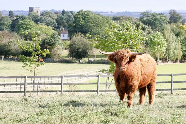 Highland Cow With Powick Parish Church
One of our Highland cows on our 11 acre field, overlooking the Powick Parish Church.
Keywords: Highland cow Powick Parish Church Worcestershire Lucies Farm