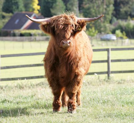A Highland Cattle Steer -- Being Raised in the Kobe Style
UK302940500041 born 25 July 2003, last weighed 8 July 2005 -- 393 Kg
Palabras clave: Highland Cattle Steer Kobe beef weight Lucies Farm