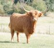 highland-29.jpg
