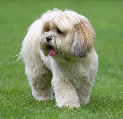 Hey, look at this place
Anahtar kelimeler: Folly Lhasa Apso tongue