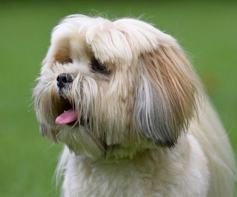 Jus' taking it all in
Keywords: Folly Lhasa Apso tongue