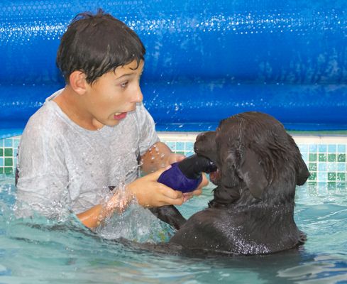 You gotta get it from me
Schlüsselwörter: Ross George Chocolate Labrador