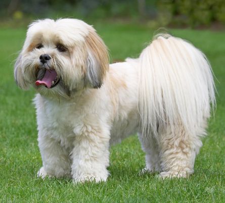 I am sooooooo cute
Słowa kluczowe: Folly Lhasa Apso tongue