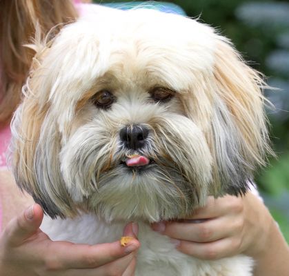 This is yummy, honest
Keywords: Folly Lhasa Apso tongue
