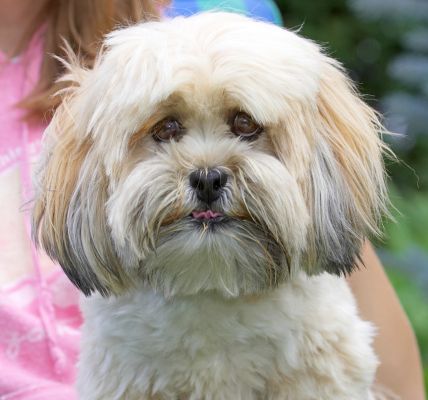 Oh, whoops, I forgot to smile
Keywords: Folly Lhasa Apso