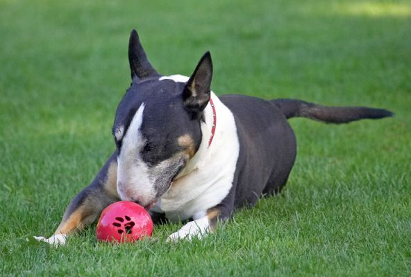 Why doesn't this ball do anything?
Palabras clave: Tapa English Bull Terrier