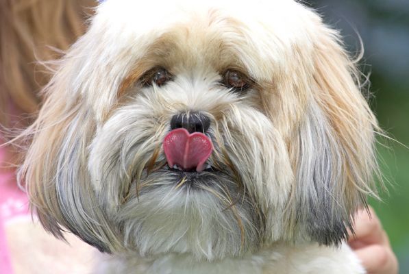 Look, I'm just cleaning my nose.  OK?!
Keywords: Folly Lhasa Apso tongue