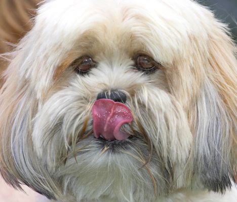 I'm still working on it
Palabras Clave: Folly Lhasa Apso tongue