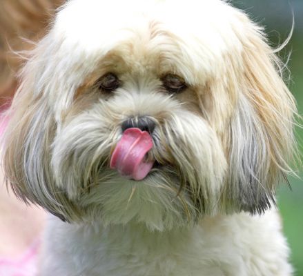 Boy, there's a lot of stuff on my nose
Avainsanat: Folly Lhasa Apso tongue