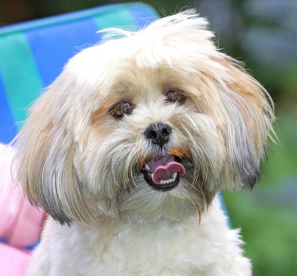 See, I can smile
Klíčová slova: Folly Lhasa Apso tongue