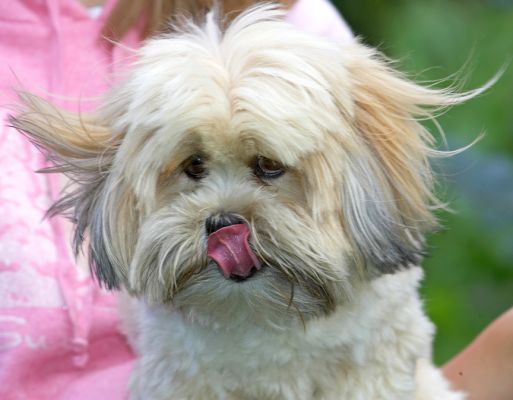 Look at my new hairdo
Trefwoorden: Folly Lhasa Apso tongue
