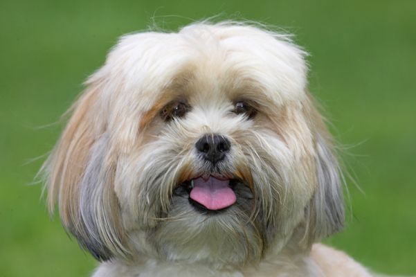 See, I told you I'm a happy bunny
Keywords: Folly Lhasa Apso tongue