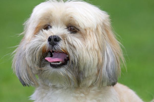 Here's looking at you
Anahtar kelimeler: Folly Lhasa Apso tongue