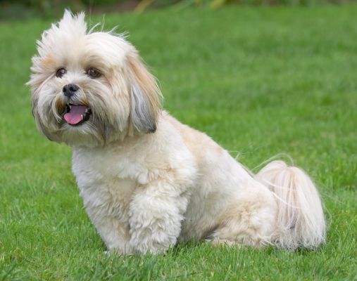 OK, I'm ready
Palabras Clave: Folly Lhasa Apso tongue