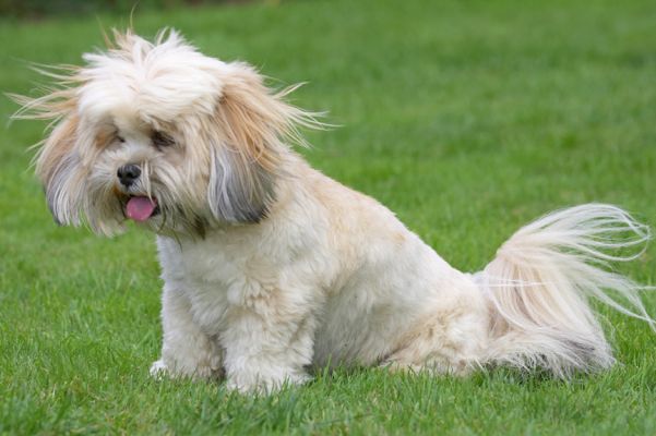 Ooh, where did that wind come from?
Anahtar kelimeler: Folly Lhasa Apso tongue