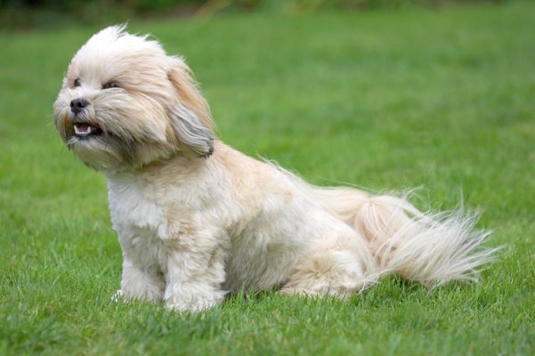This will blow away the cobwebs
Klíčová slova: Folly Lhasa Apso