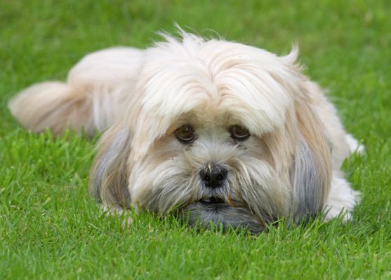 Do you think they can see me?
Palabras clave: Folly Lhasa Apso