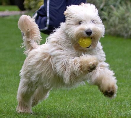 I just love a good run
Avainsanat: Rupert Tibetan Terrier