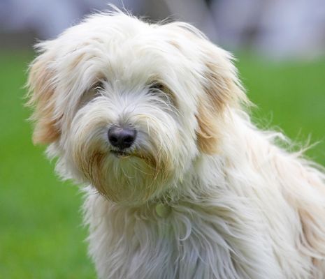 So what's happening now?
Palabras Clave: Rupert Tibetan Terrier