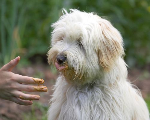 Keep your hand there, I'll be ready for more in a minute
Palabras clave: Rupert Tibetan Terrier tongue