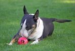 Tapa-Bull-Terrier.jpg