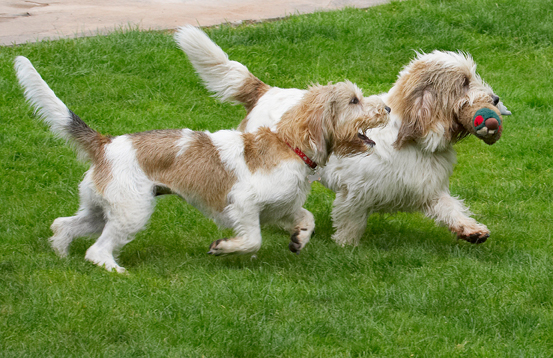 Hey, that's mine
Schlüsselwörter: Alfie Bassett Chase Chasing Dog Dogs Grand Hound Hounds Libbie Pheasant Play Playing Playtime Vendeen