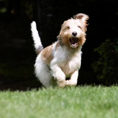 Hey, this is a great game
Słowa kluczowe: Bassett Dog Dogs Grand Hound Hounds Laugh Laughing Libbie Play Playing Playtime Run Running Vendeen