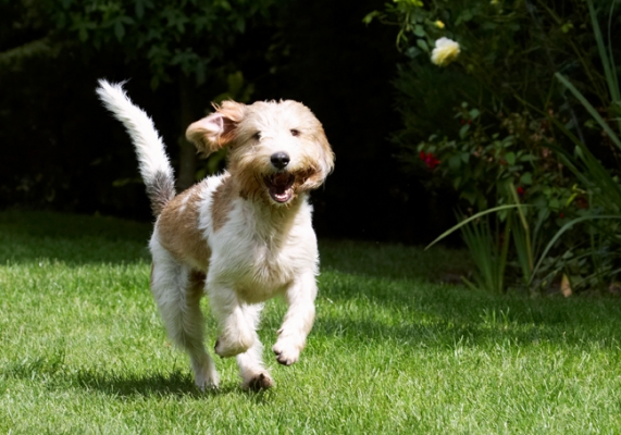 Ha, ha, I'm having such a good time
Λέξεις-κλειδιά: Bassett Dog Dogs Grand Hound Hounds Laugh Laughing Libbie Play Playing Playtime Run Running Vendeen