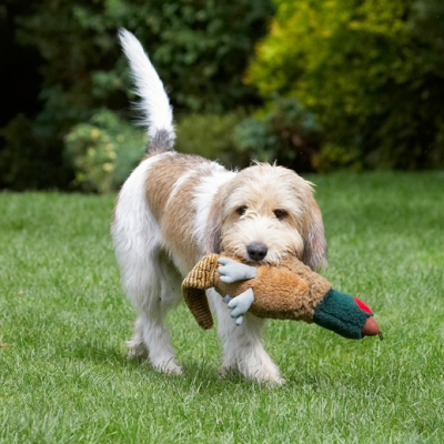 I've got the bird
Palabras clave: Bassett Dog Dogs Grand Hound Hounds Libbie Pheasant Play Playing Playtime Vendeen