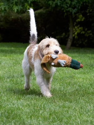 Me and my pheasant are jus' going for a walk
Mots-clés: Bassett Dog Dogs Grand Hound Hounds Libbie Pheasant Play Playing Playtime Vendeen
