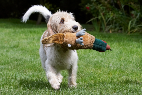 Uh oh, I spot trouble........
Keywords: Bassett Dog Dogs Grand Hound Hounds Libbie Pheasant Play Playing Playtime Vendeen
