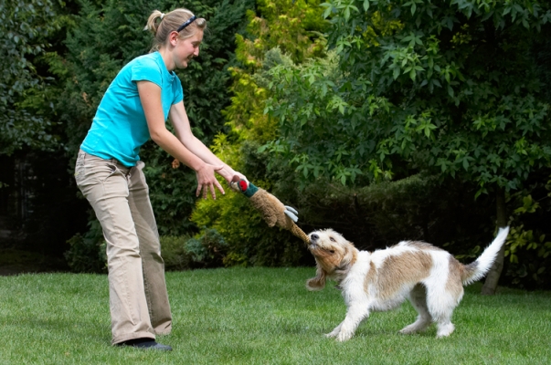.......... let go of my pheasant
Palabras clave: Bassett Dog Dogs Grand Hound Hounds Julita Libbie Pheasant Play Playing Playtime Tug-o-war Vendeen