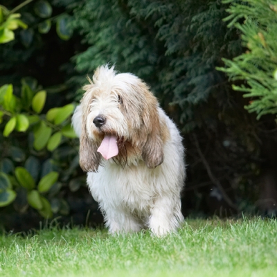 I'm jus' doing my own thing
Schlüsselwörter: Bassett Dog Dogs Grand Hound Hounds Play Playing Playtime Tongue Vendeen