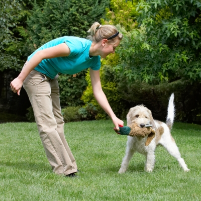 Will she never give up!!
Palabras clave: Bassett Blonde Dog Dogs Grand Hound Hounds Julita Libbie Pheasant Play Playing Playtime Tug-o-war Vendeen Woman
